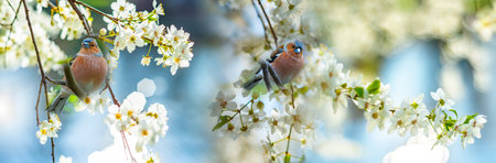 Chaffinch (Fringilla coelebs) birds close up in a forestの写真素材