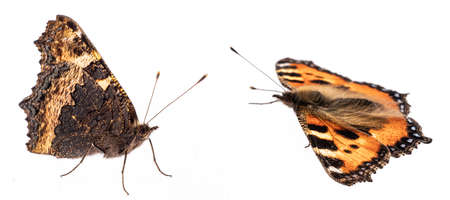 The small tortoiseshell (Aglais urticae)の写真素材