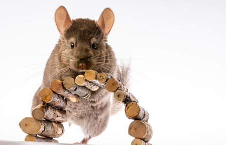 cute little chinchilla isolated on white backgroundの写真素材