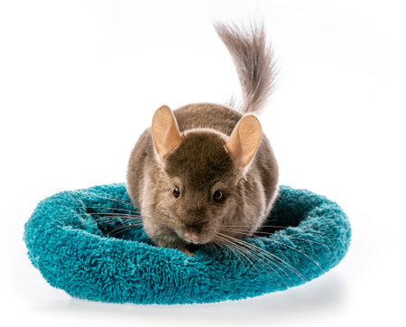 cute little chinchilla isolated on white backgroundの写真素材