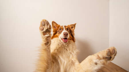 Australian Shepherd dog photographed at home