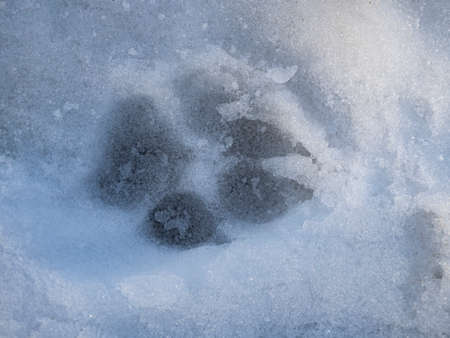 dog foot print in a snowの写真素材