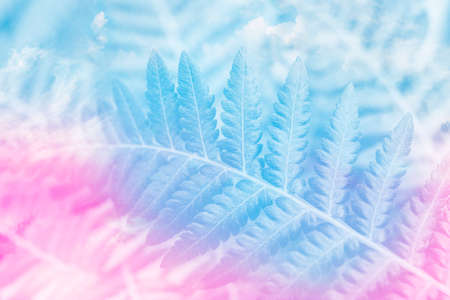 fern leaf close up in black and whiteの写真素材