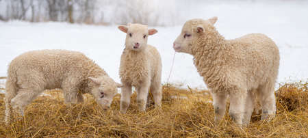 cute little lambs in winterの写真素材
