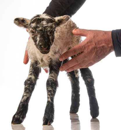 a cute little newborn lamb isolated on whiteの写真素材