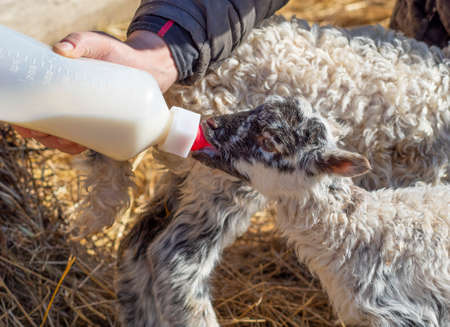 feeding a newborn lamb from bottle - milk substitute