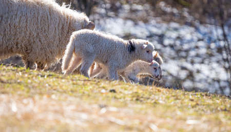 a cute little newborn lamb and its motherの写真素材