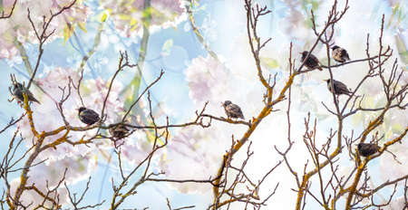 European starling (Sturnus vulgaris) on a treeの写真素材