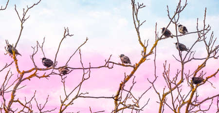 European starling (Sturnus vulgaris) on a treeの写真素材