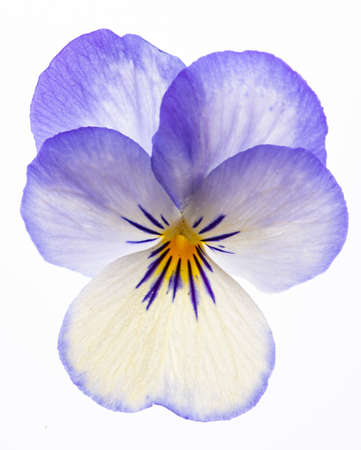 pansy flower - flower on white background close upの写真素材