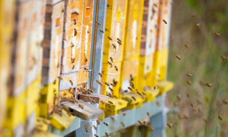 bee hive - bee breeding (Apis mellifera) close up