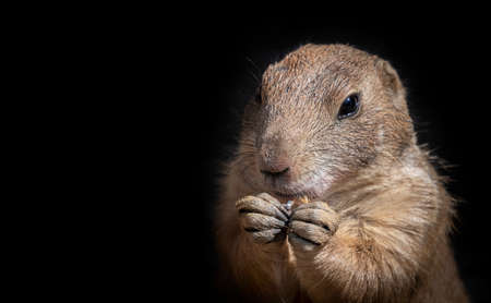 black-tailed prairie dog - Cynomys ludovicianusの写真素材