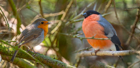 Red Robin and common bullfinch birds close up in a forestの写真素材