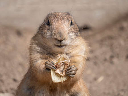 black-tailed prairie dog - Cynomys ludovicianusの写真素材