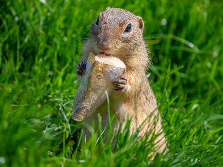 ground squirrel Spermophilus citellus on a meadow