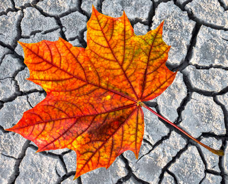 autumn leaf and crackels soil