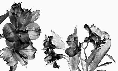 black alstromeria flowers isolated on white backgroundの写真素材