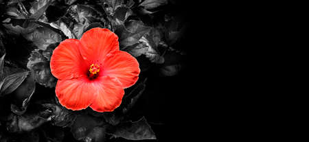 red hibiscus on black and white backgroundの写真素材
