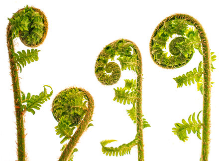 Young curly green leafs of fernの写真素材