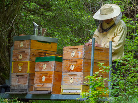 Beekeeper works in a hive - adds frames, watching bees