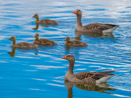 greylag goose or graylag goose (Anser anser) on a pondの写真素材