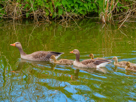 greylag goose or graylag goose (Anser anser) on a pondの写真素材