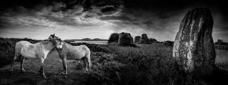 big neolitic megaliths - menhirs in Carnac France and horsesの写真素材