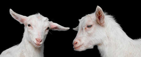 white goat - on a black backgroundの写真素材