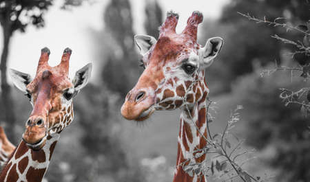 portrait of two cute giraffes