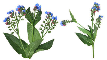 comfrey herb - Symphytum officinaleの写真素材