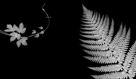 a fern in black and whiteの写真素材