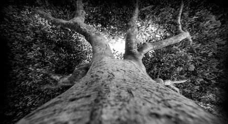 treetop of an old tree - black and whiteの写真素材