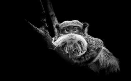 Emperor Tamarin - Saguinus imperator - black and white