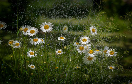 rain and daisy flowers - high speed photoの写真素材