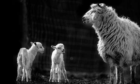 the mother sheep and her newborn lambsの写真素材