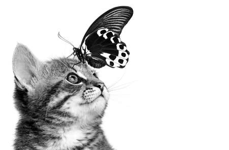kitten and butterfly on a white backgroundの写真素材