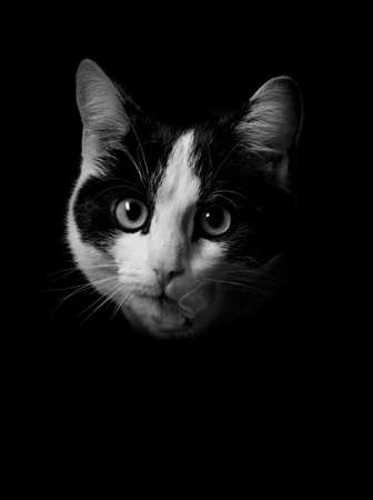 a black and white cat faceの写真素材