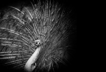 peacock with feathers out black and whiteの写真素材