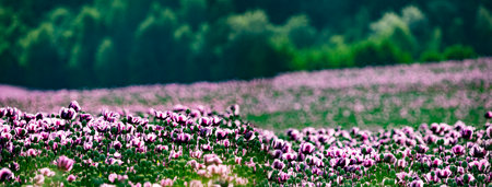 pink poppies on a field