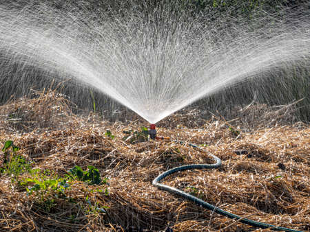 Sprinker irrigation system spraying water on field - close upの写真素材