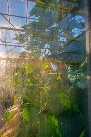 greenhouse window with blured plant insideの写真素材