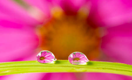 flower with rain drops - macro photographyの写真素材