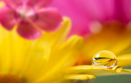 flower with rain drop - macro photographyの写真素材