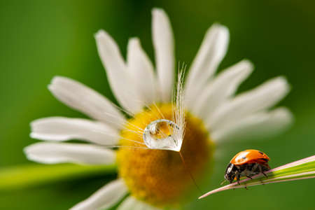 flower with rain drops and ladybird - macro photography