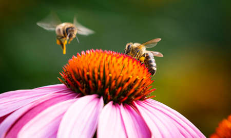 garden flowers and bees macro photographyの写真素材