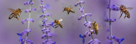 garden flower and bees macro photographyの写真素材