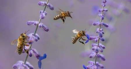 garden flower and bees macro photographyの写真素材