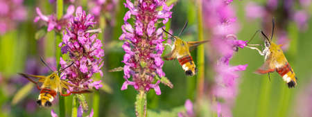 Hemaris fuciformis - the broad-bordered bee hawk-moth in the gardenの写真素材