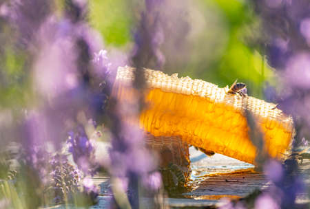 honey in honeycombs and lavender on a wooden table close up