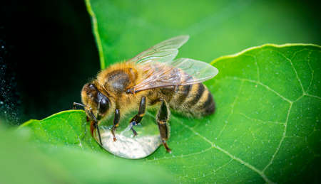 honey bee, Apis mellifera drinking water from a dewy leafの写真素材